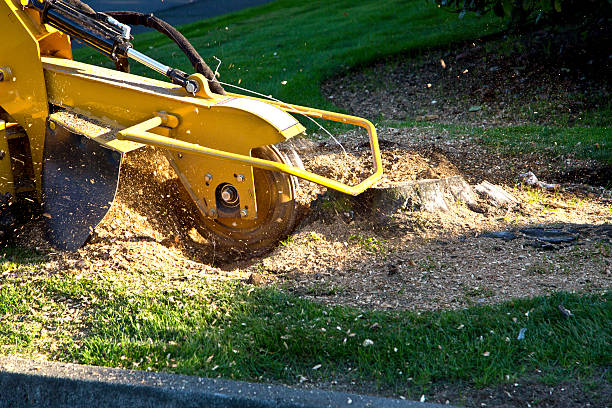 Best Tree Stump Removal  in USA